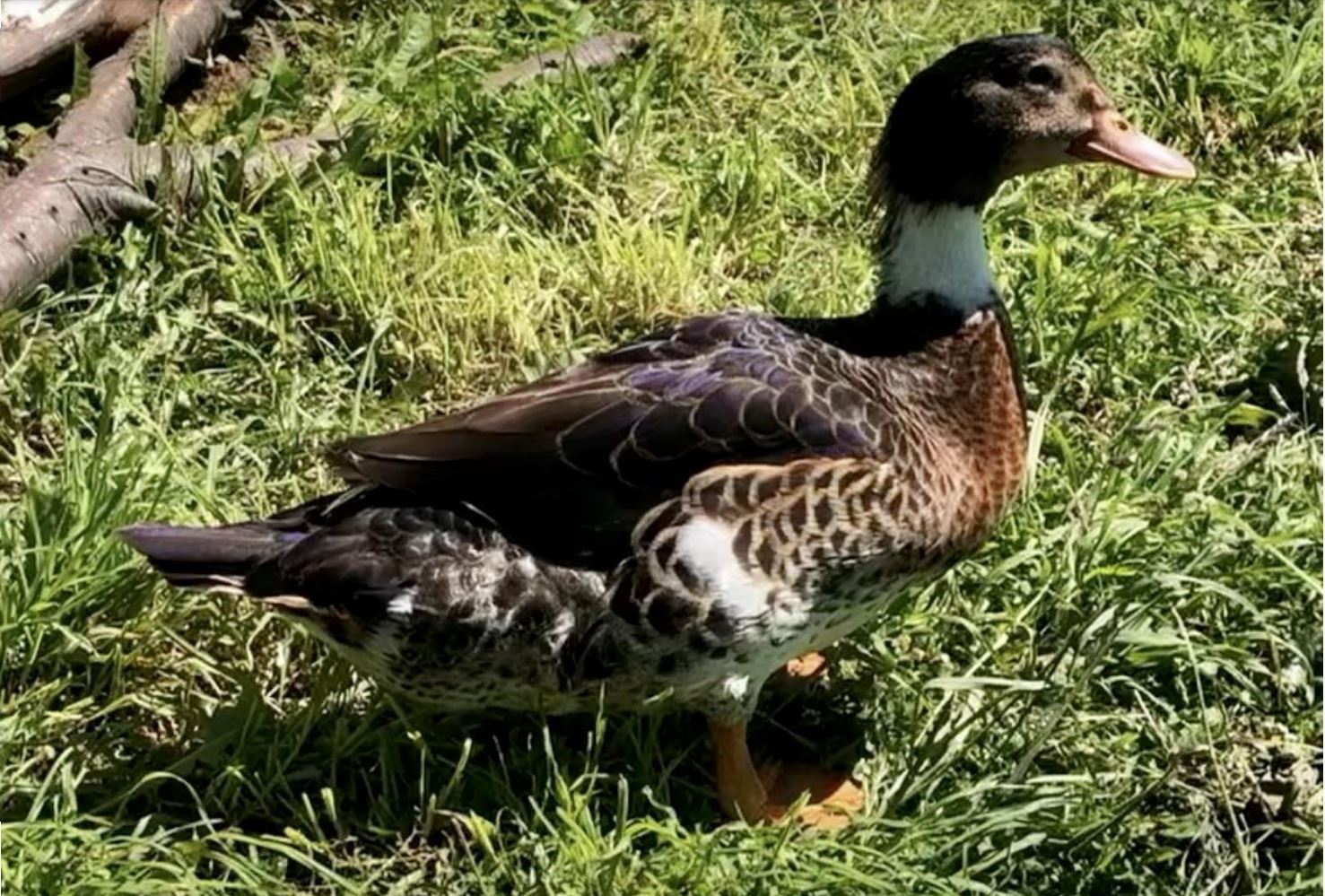 el pato max Proteccion y Vinculos